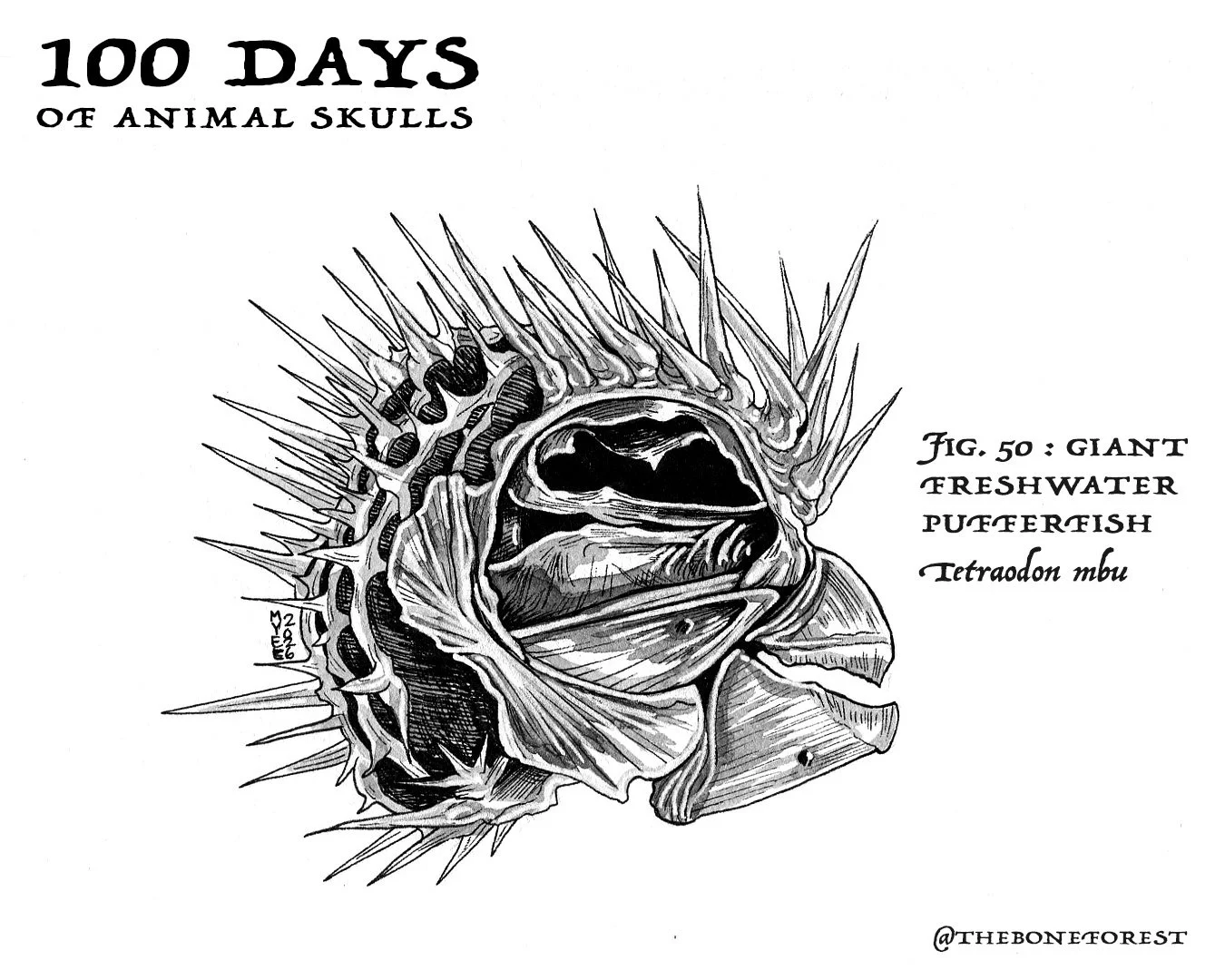 50 Giant Freshwater Pufferfish.jpg