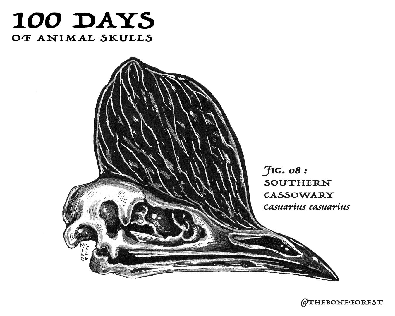 8 Southern Cassowary.jpg