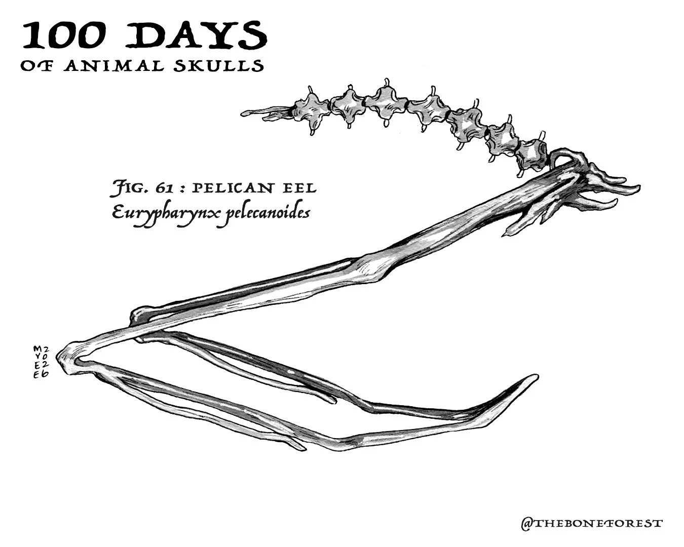 61 Pelican Eel.jpg