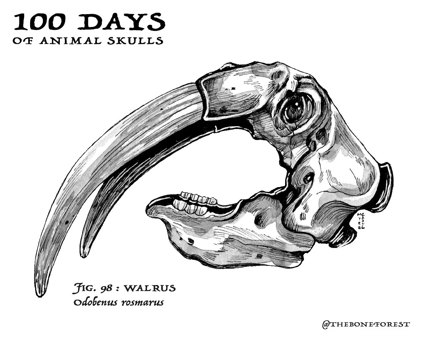 98 Walrus.jpg