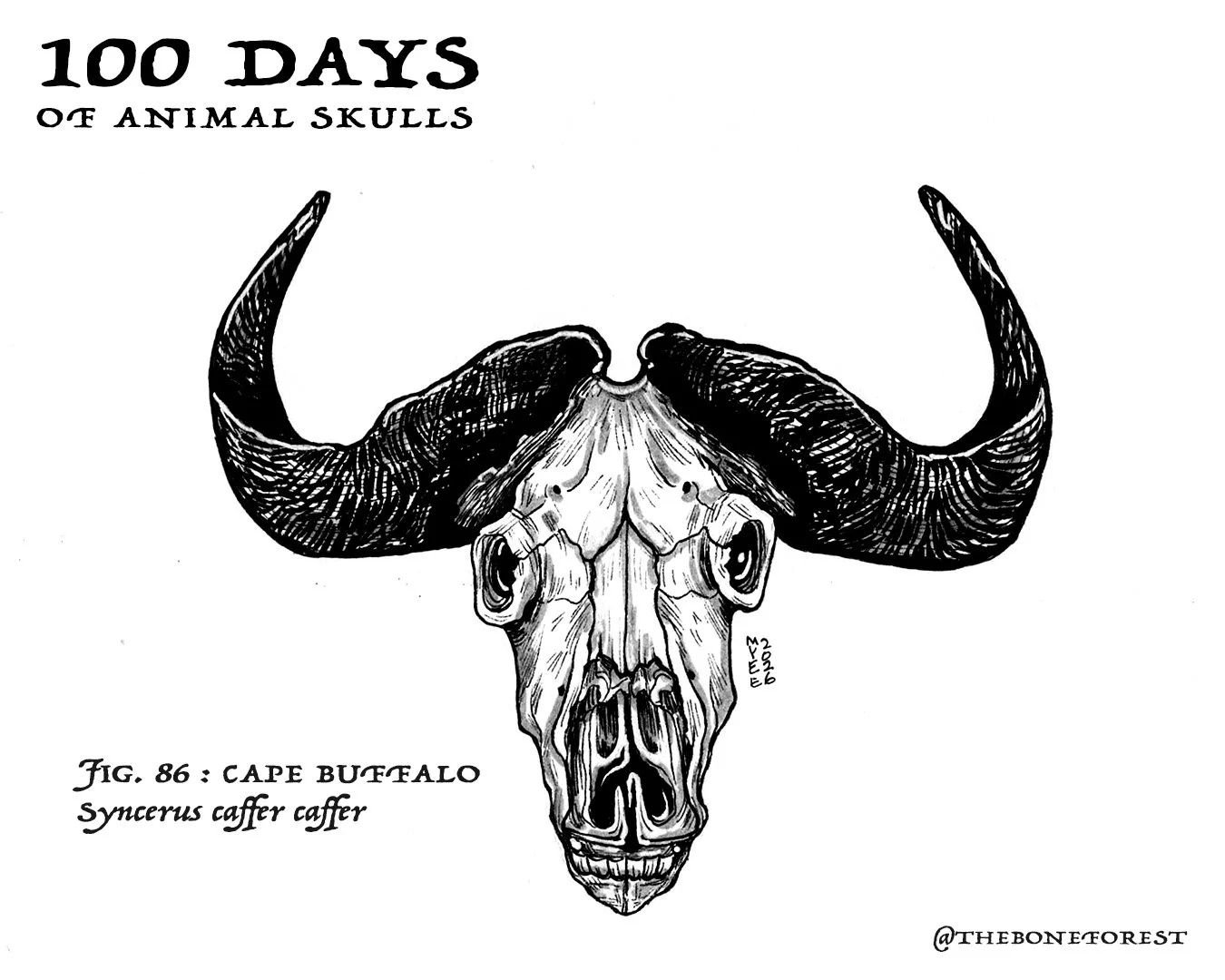 86 Cape Buffalo.jpg