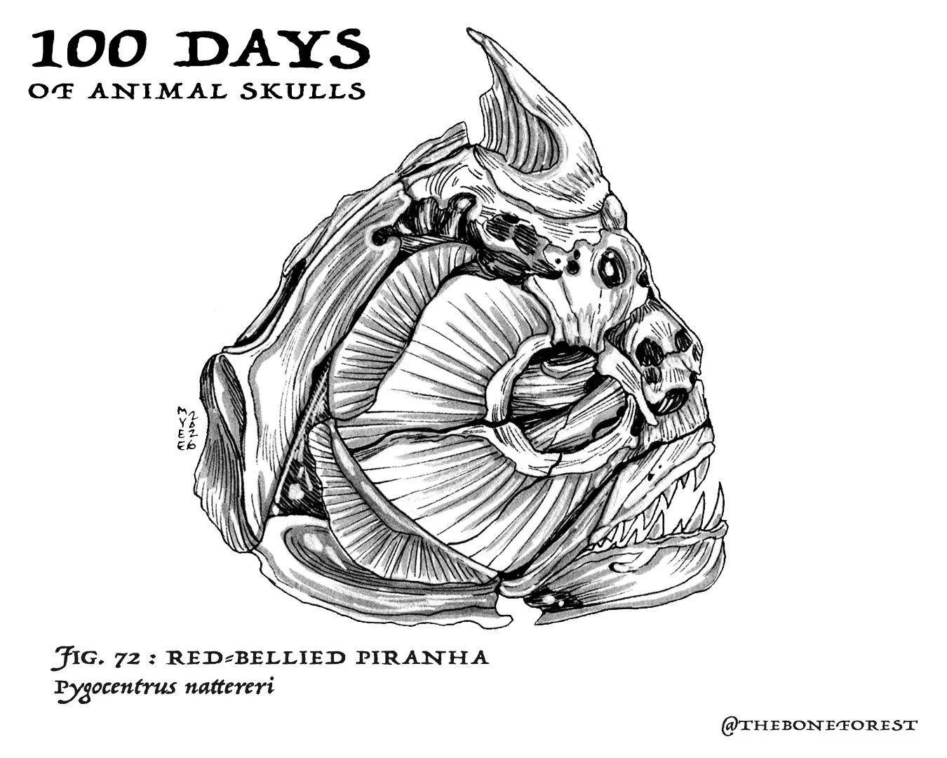 72 Red-bellied Piranha.jpg
