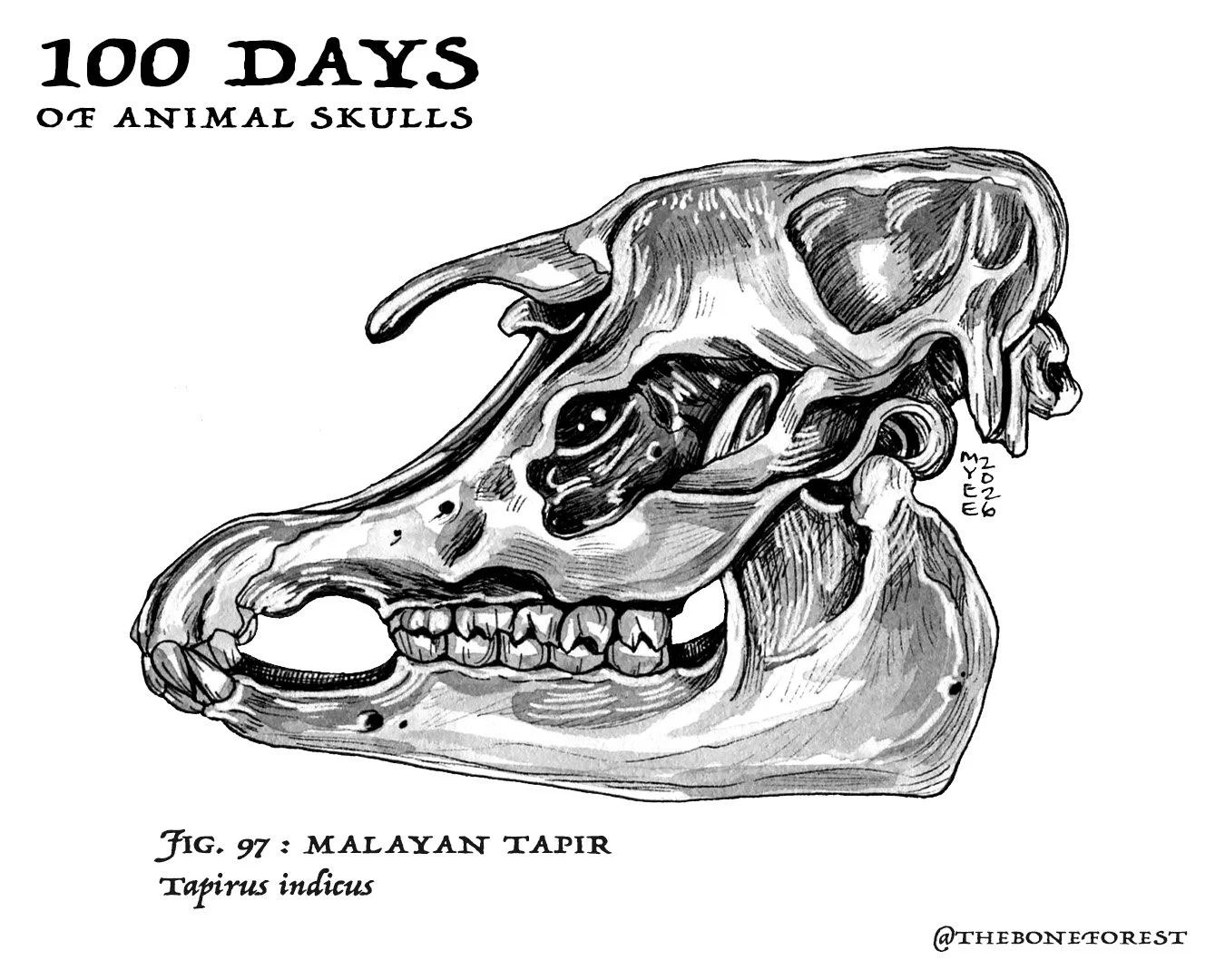 97 Malayan Tapir.jpg