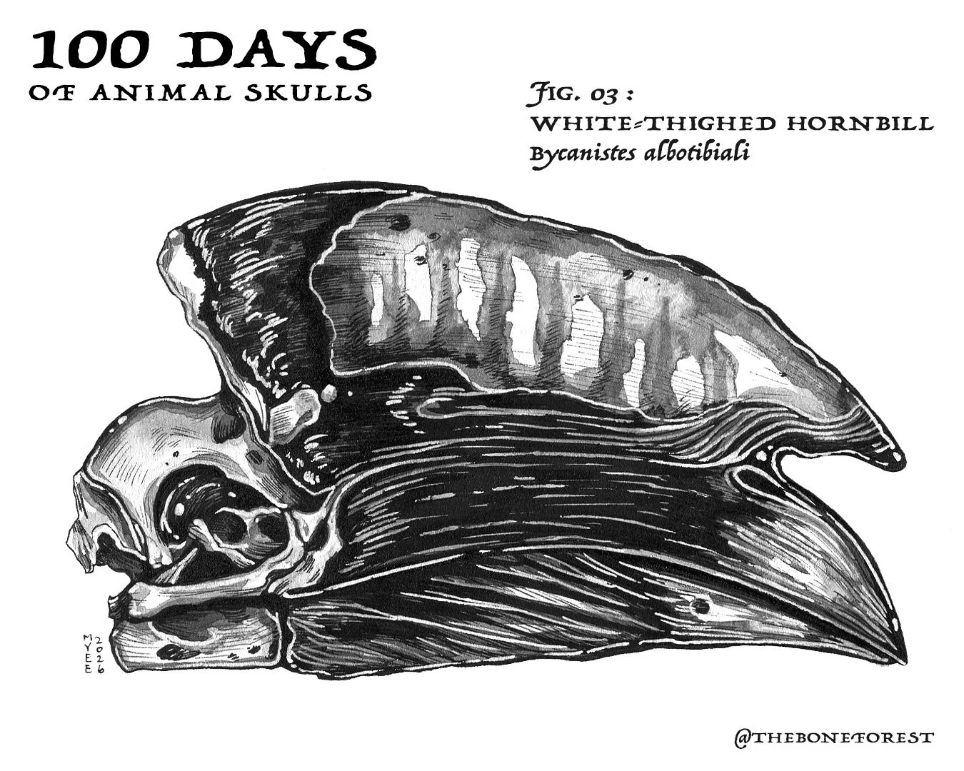 3 White-Thighed Hornbill.jpg