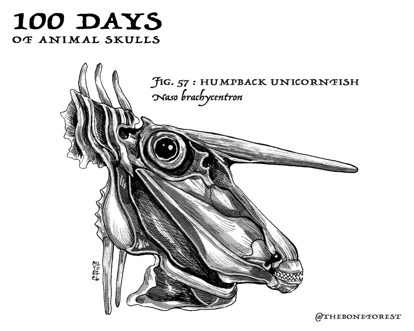 57 Humpback Unicornfish.jpg