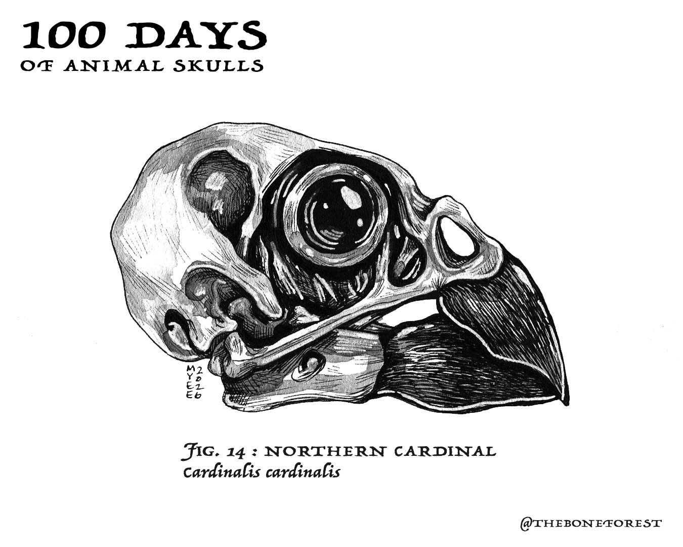 14 Northern Cardinal.jpg