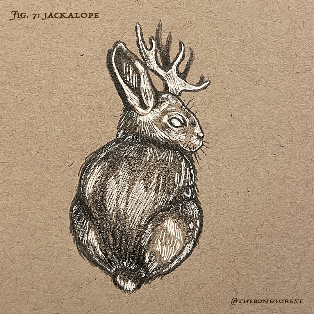 Fig. 7 - Jackalope.jpg