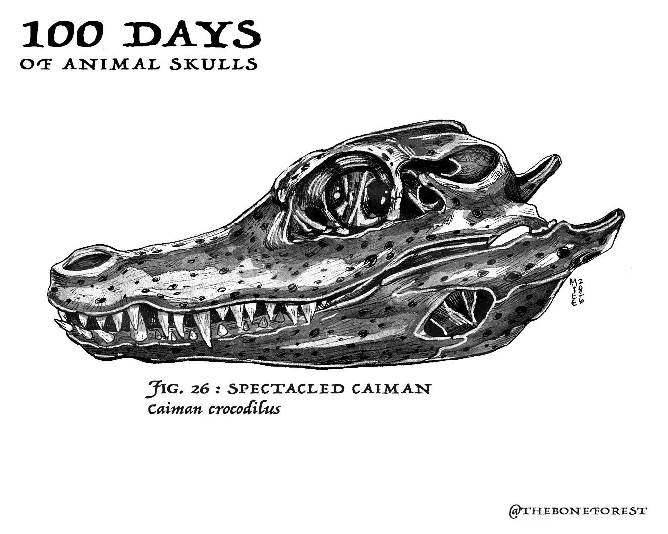 26 Spectacled Caiman.jpg