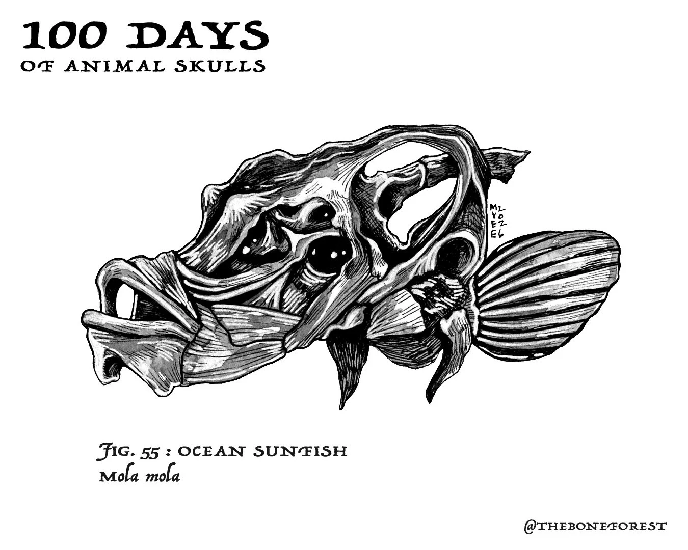 55 Ocean Sunfish.jpg