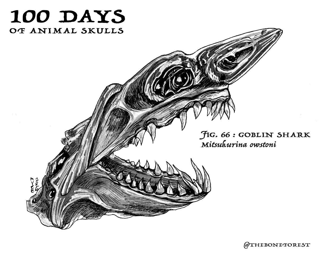 66 Goblin Shark.jpg