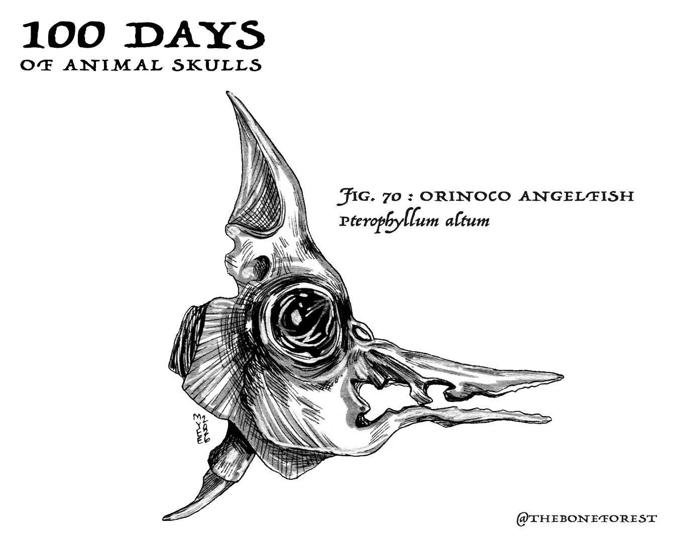 70 Orinoco Angelfish.jpg
