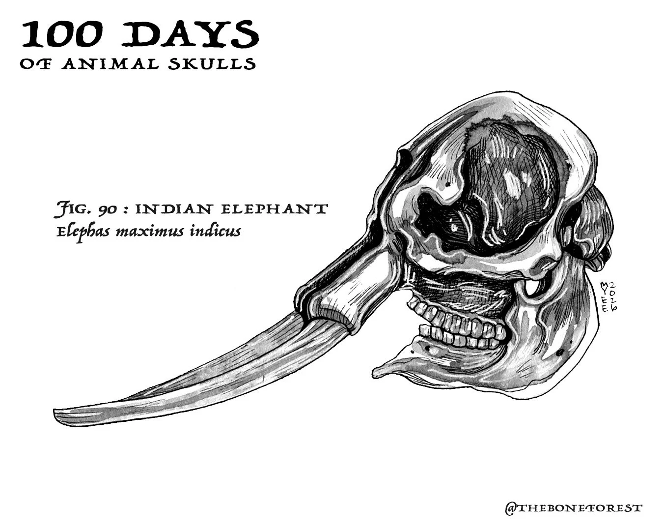 90 Indian Elephant.jpg