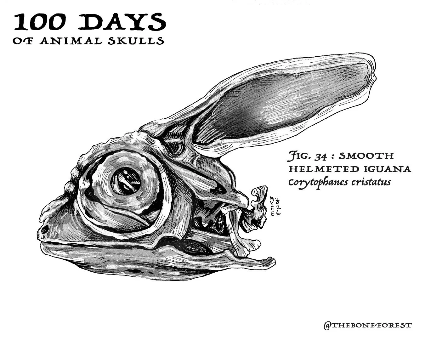 34 Smooth Helmeted Iguana.jpg