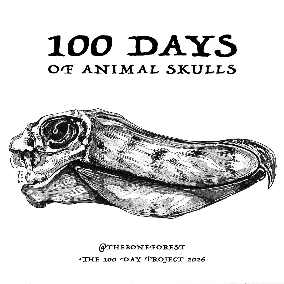 [2026] 100 Days of Animal Skulls