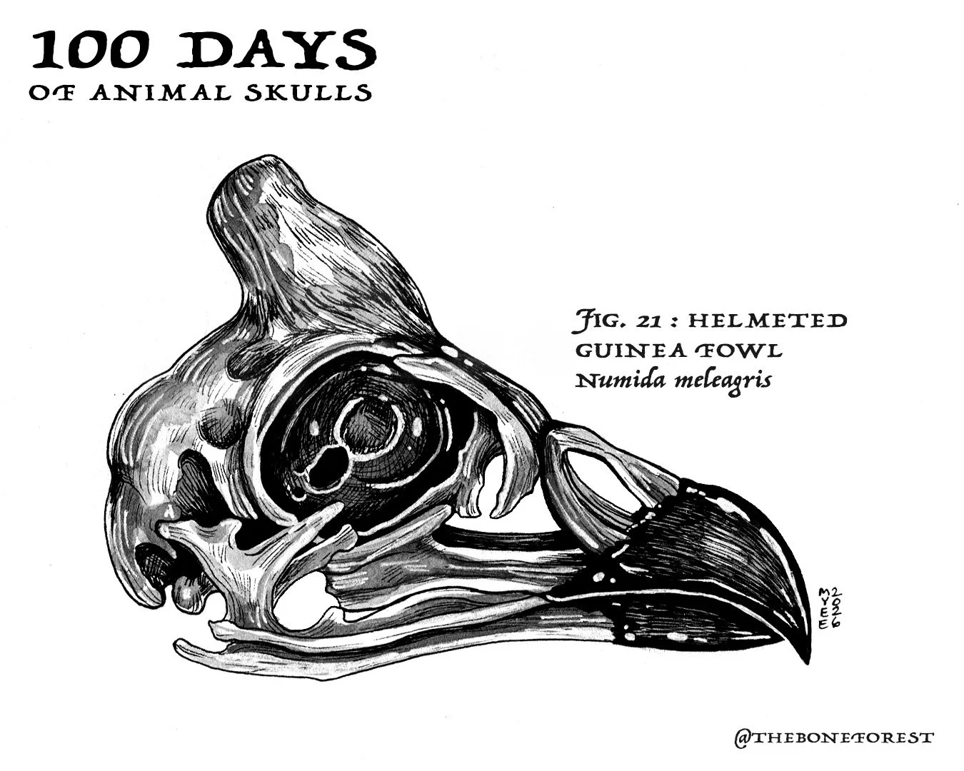 21 Helmeted Guinea Fowl.jpg