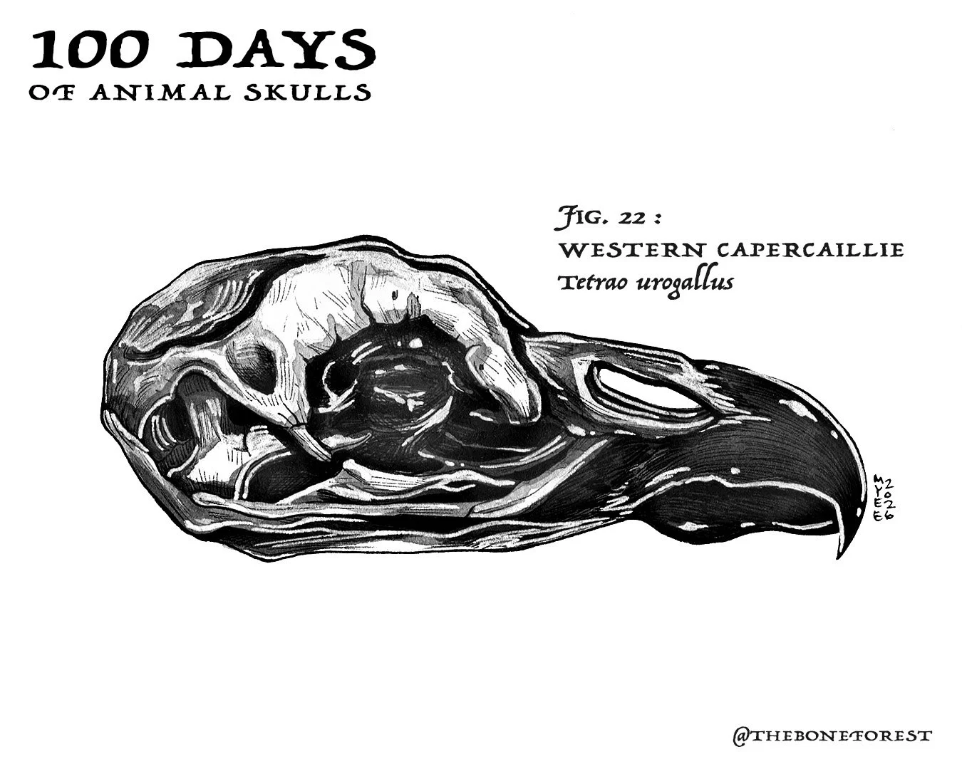 22 Western Capercaillie.jpg