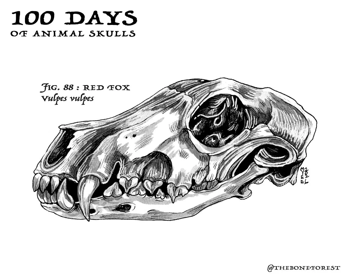 88 Red Fox.jpg