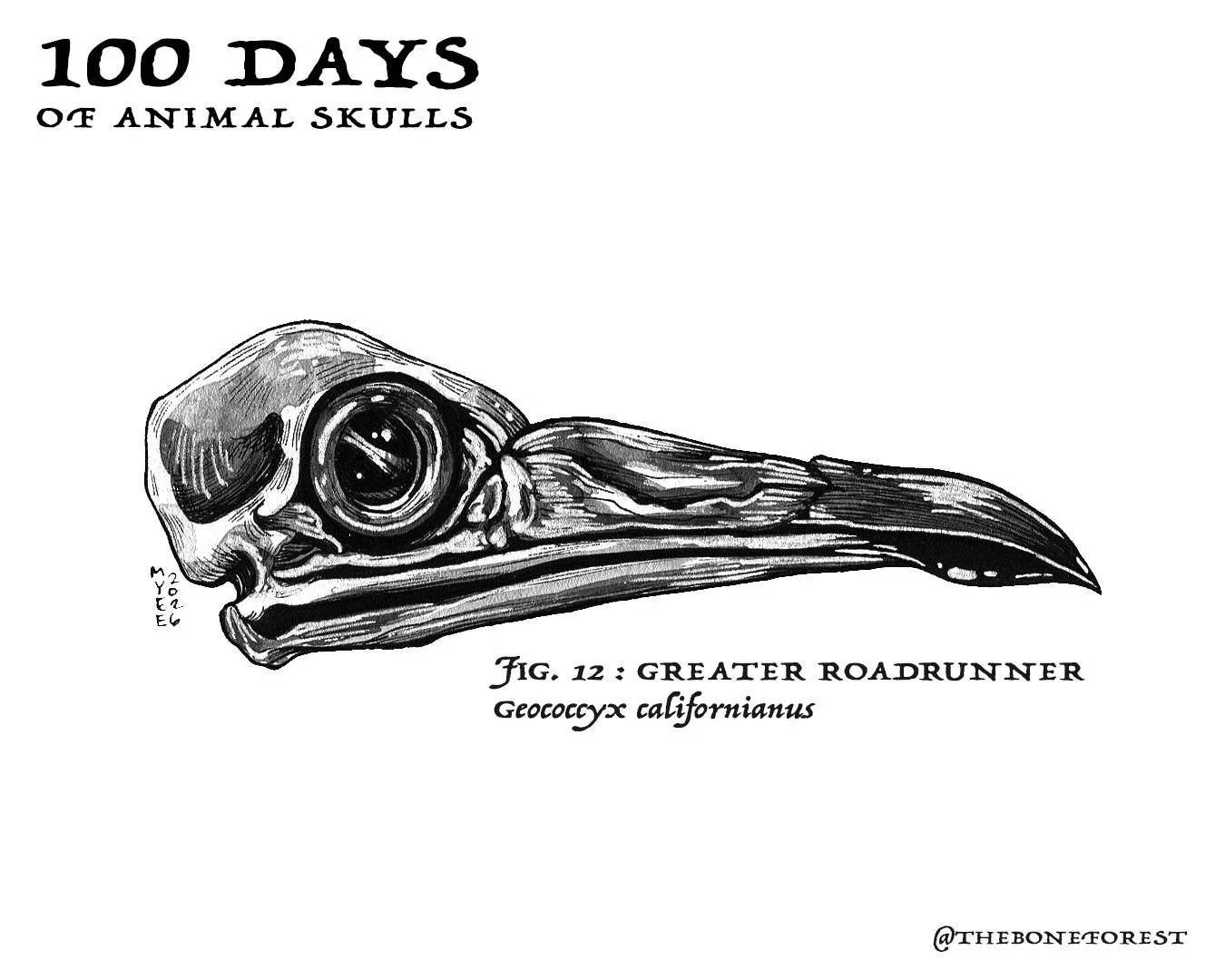 12 Greater Roadrunner.jpg