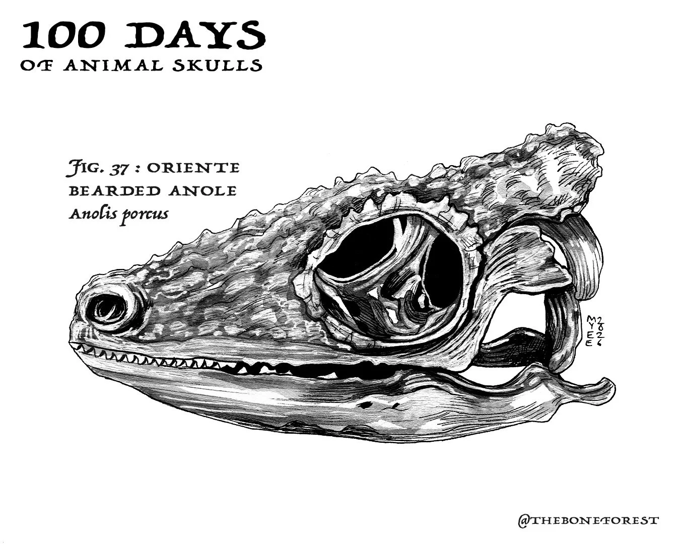 37 Oriente Bearded Anole.jpg