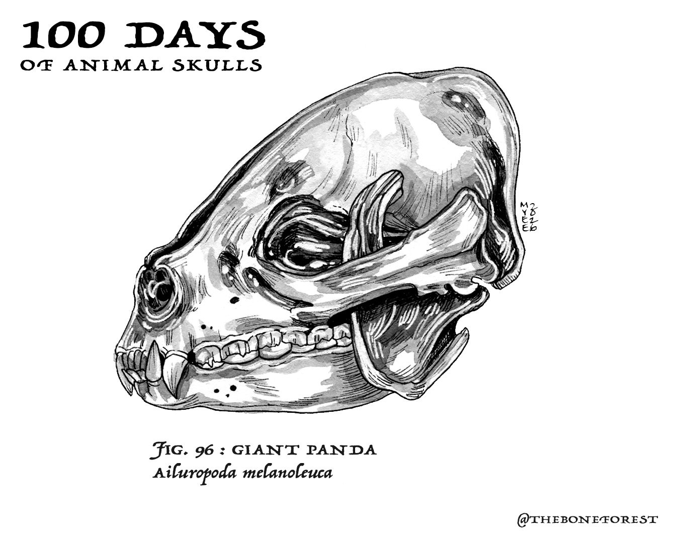 96 Giant Panda.jpg