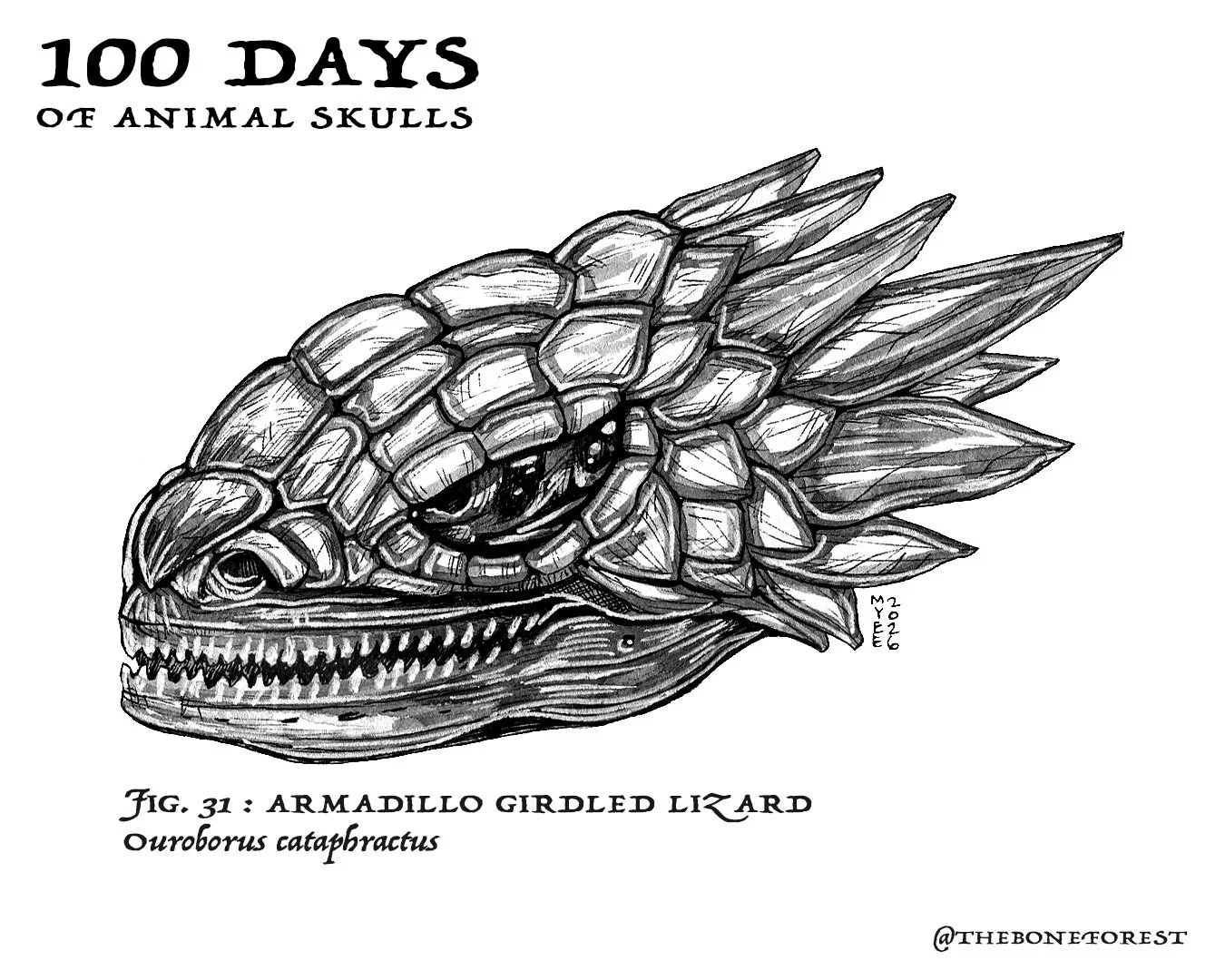 31 Armadillo Gilded Lizard.jpg