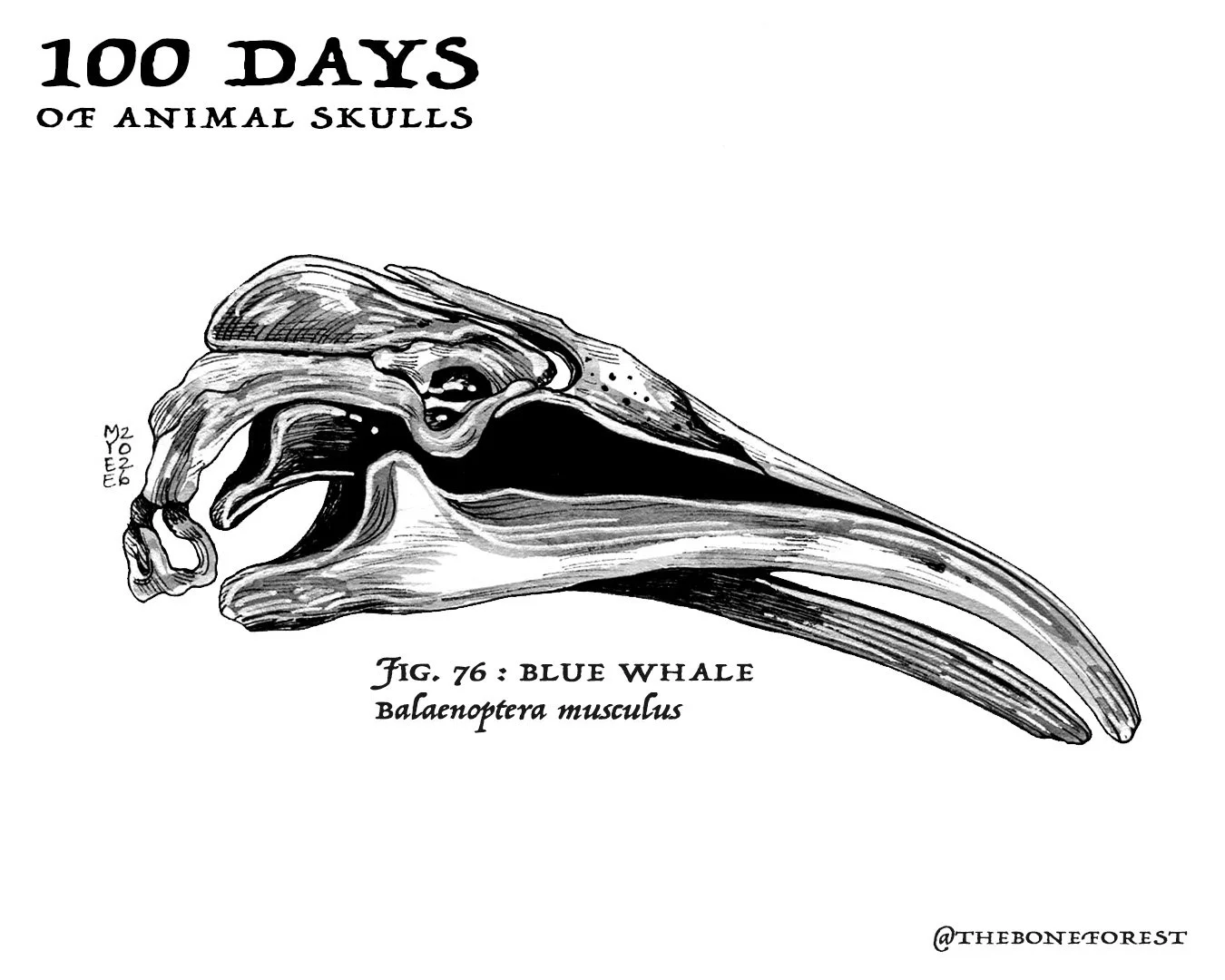 76 Blue Whale.jpg