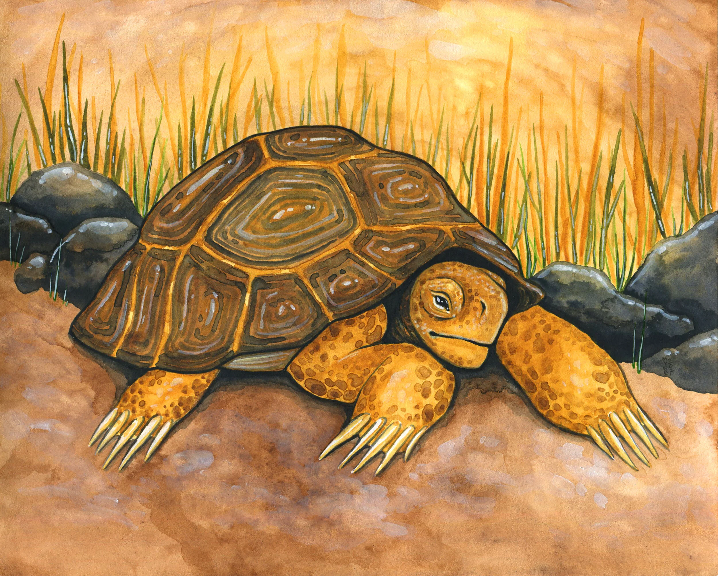Tortoise.jpg