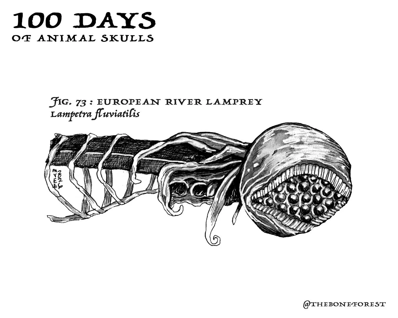 73 European River Lamprey.jpg