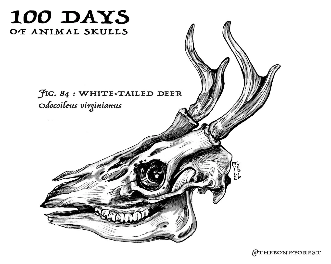 84 White-tailed Deer.jpg