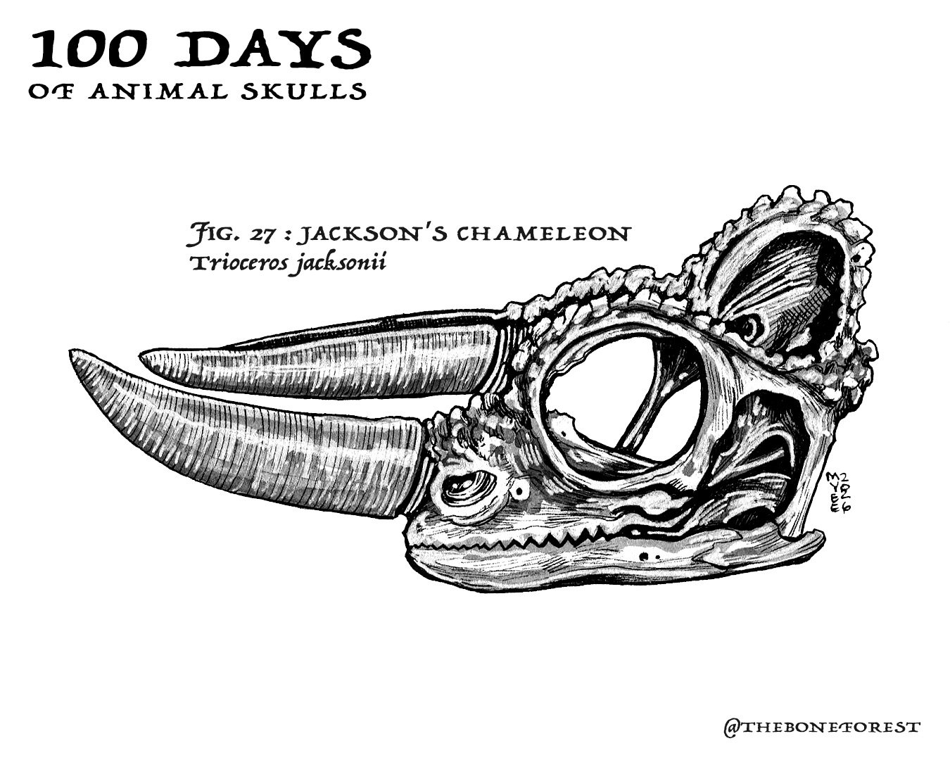 27 Jackson's Chameleon.jpg