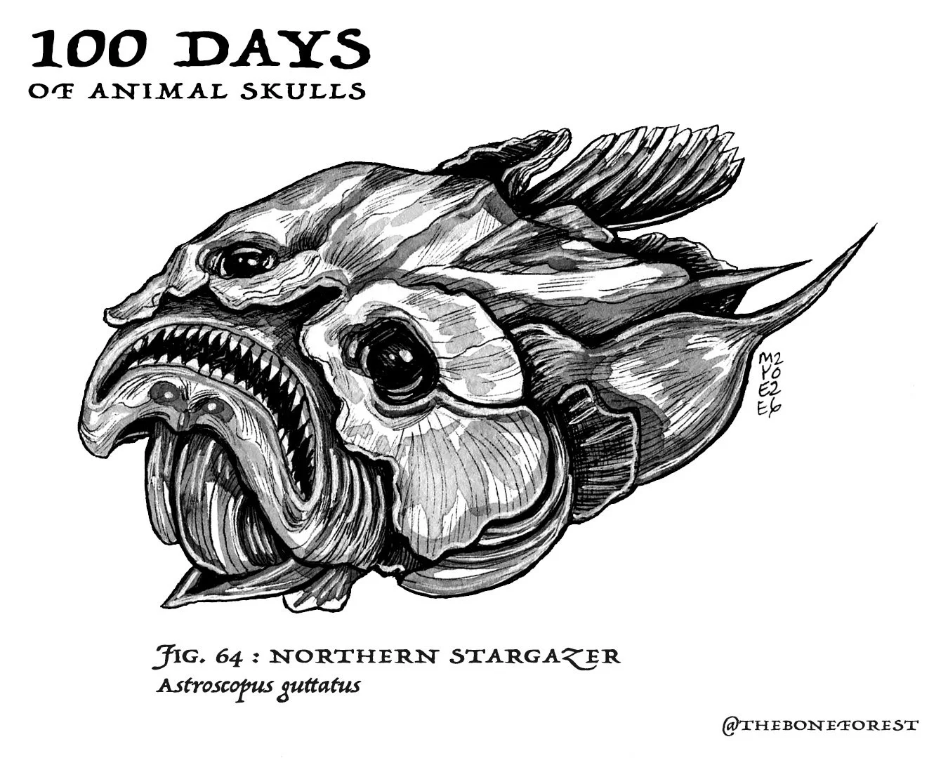 64 Northern Stargazer.jpg