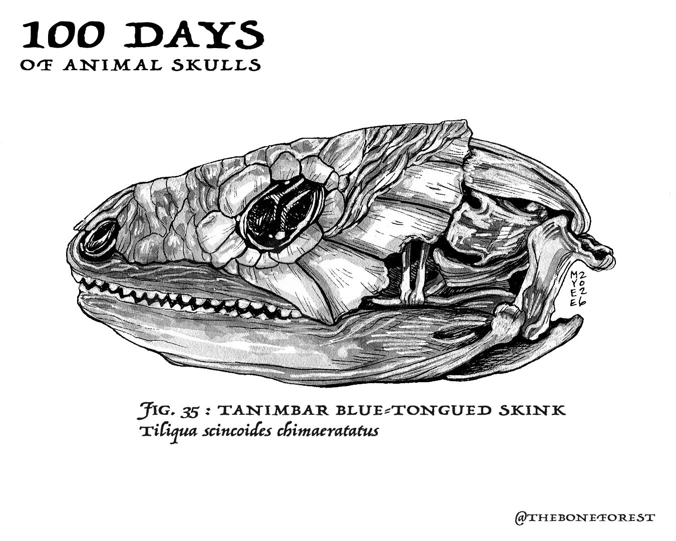 35 Tanimbar Blue-tongued Skink.jpg