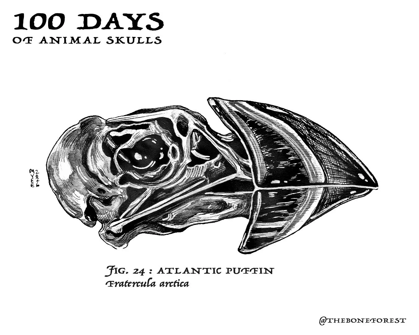 24 Atlantic Puffin.jpg