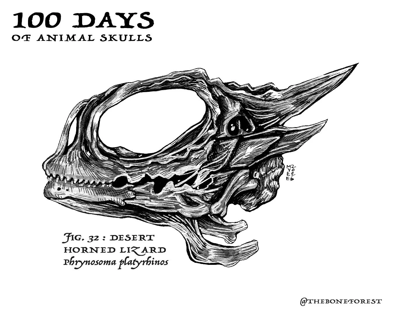 32 Desert Horned Lizard.jpg