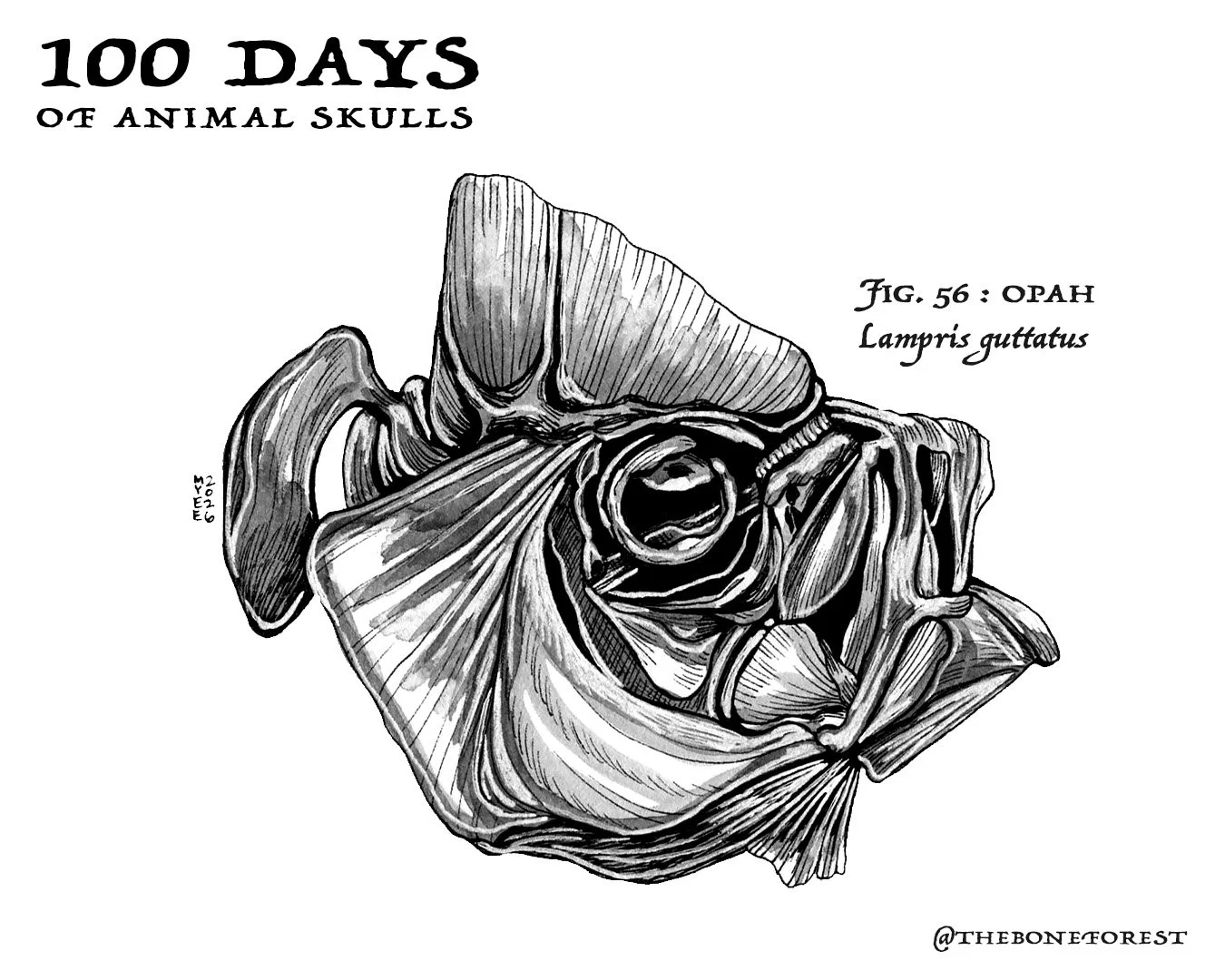 56 Opah.jpg