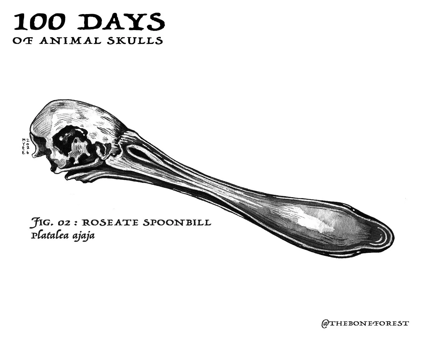 2 Roseate Spoonbill.jpg