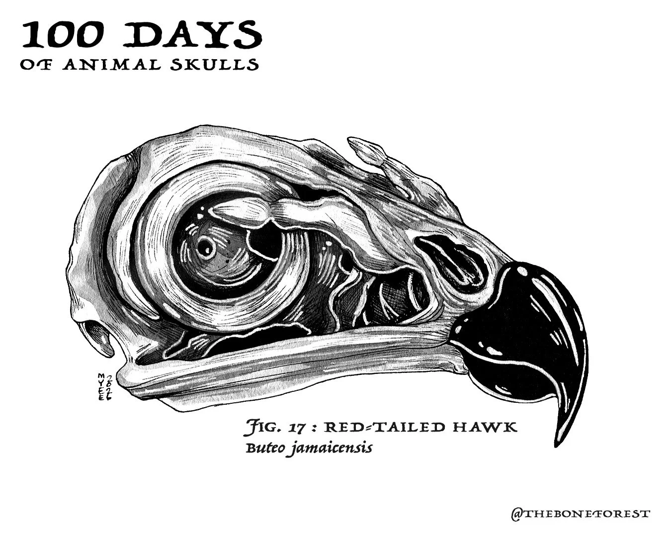 17 Red Tailed Hawk.jpg