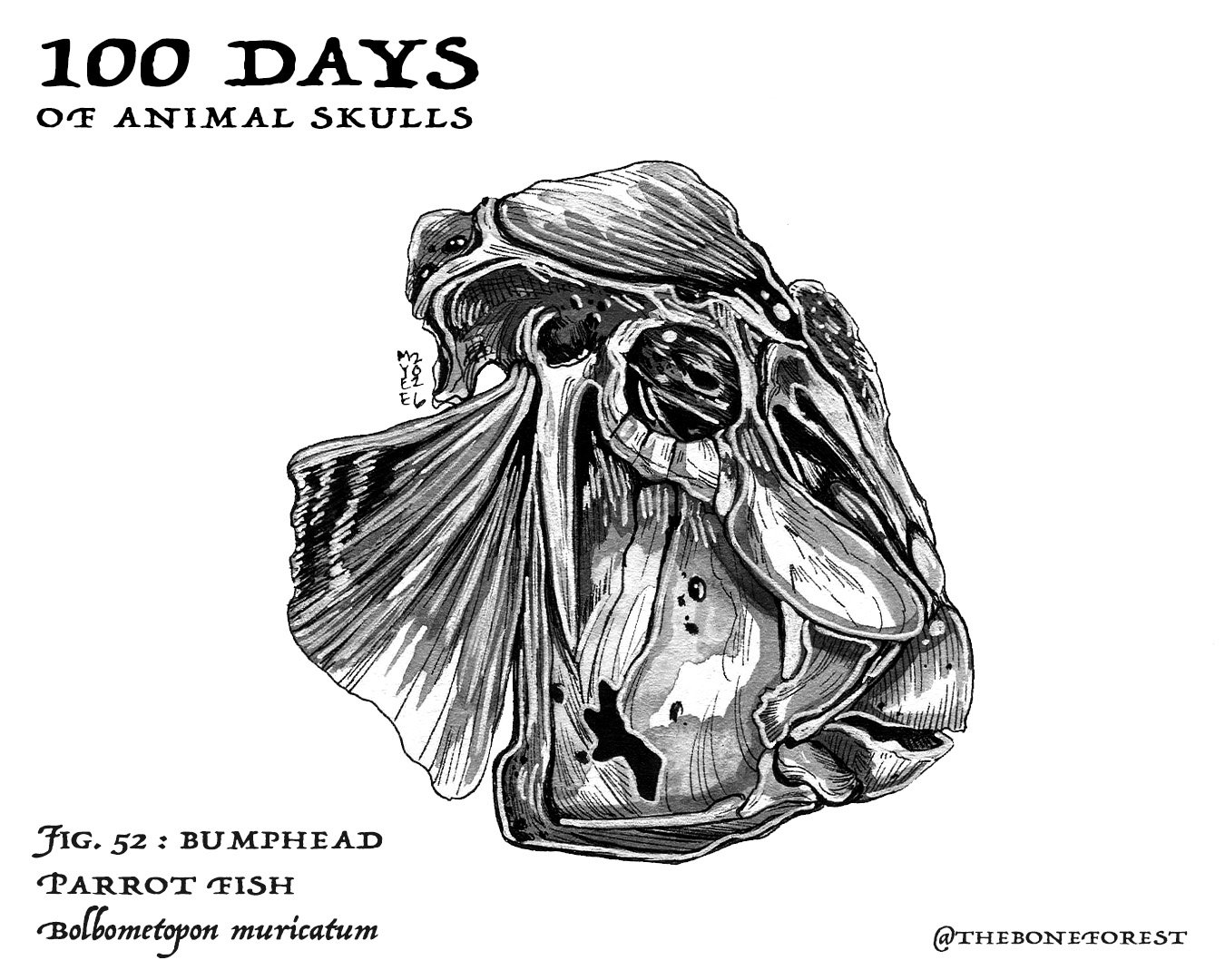 52 Bumphead Parrot Fish.jpg