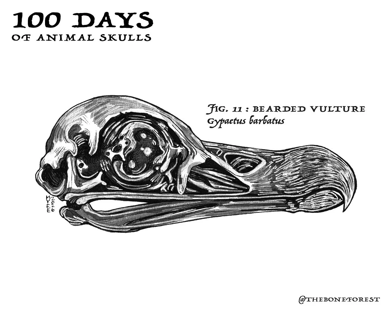 11 Bearded Vulture.jpg