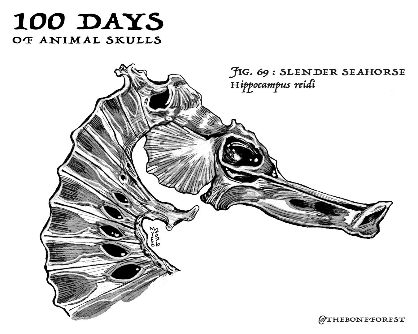 69 Slender Seahorse.jpg