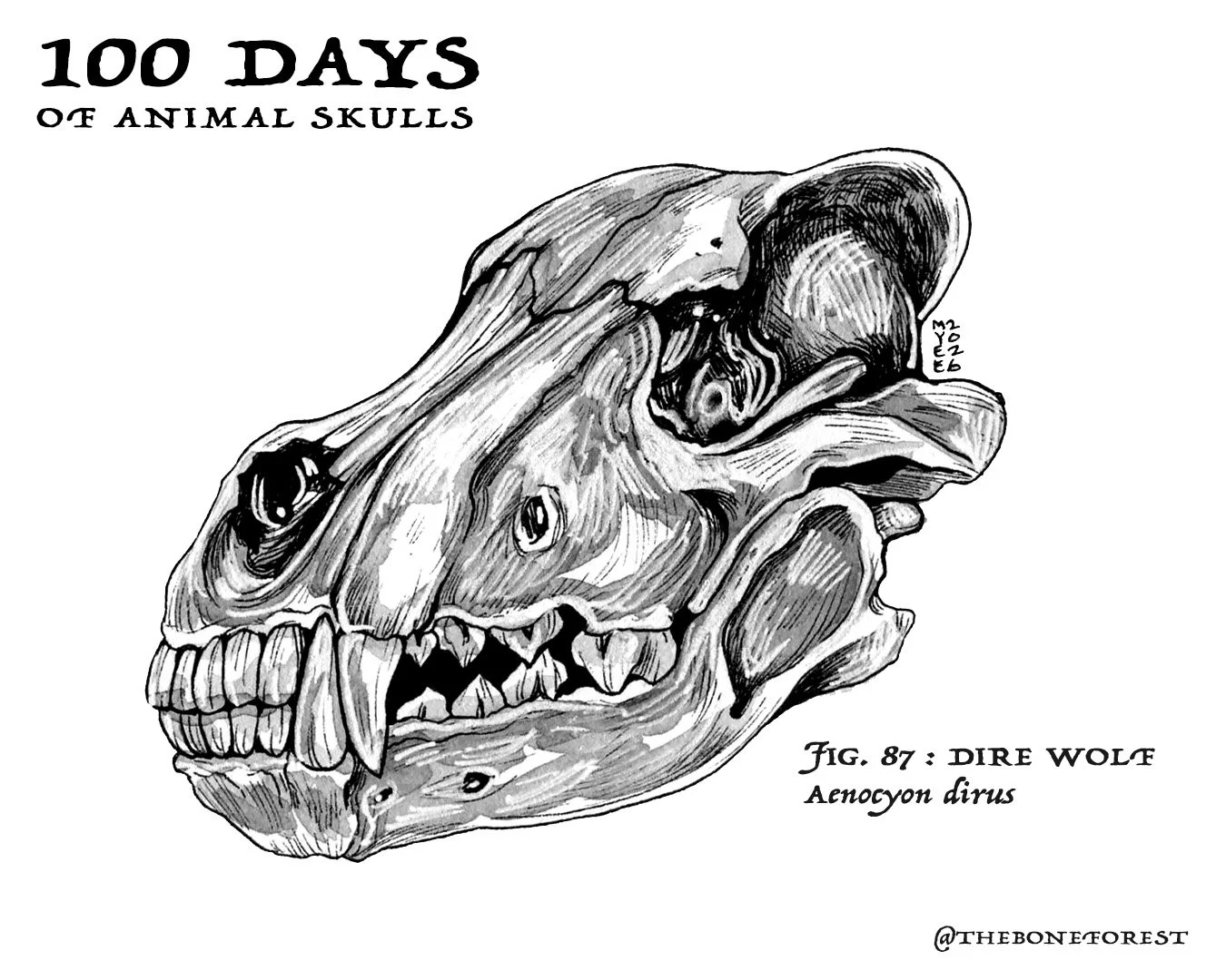 87 Dire Wolf.jpg