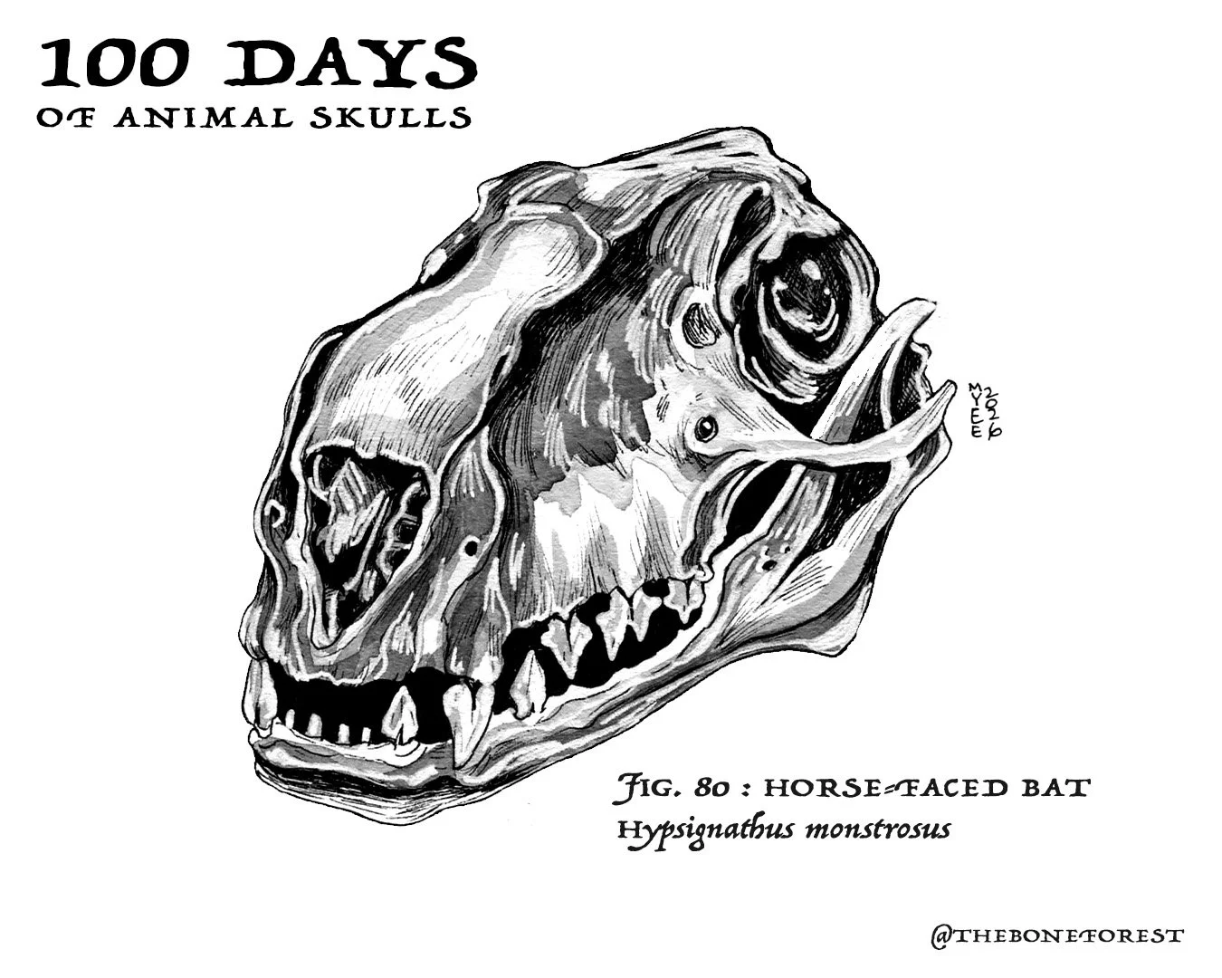 80 Horse-faced Bat.jpg