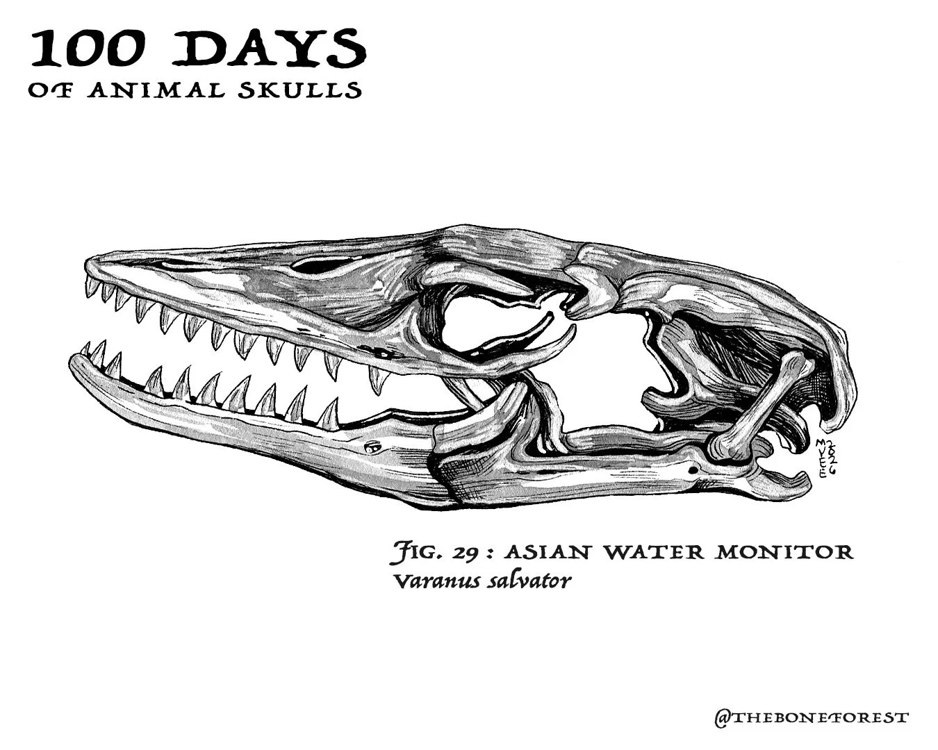 29 Asian Water Monitor.jpg