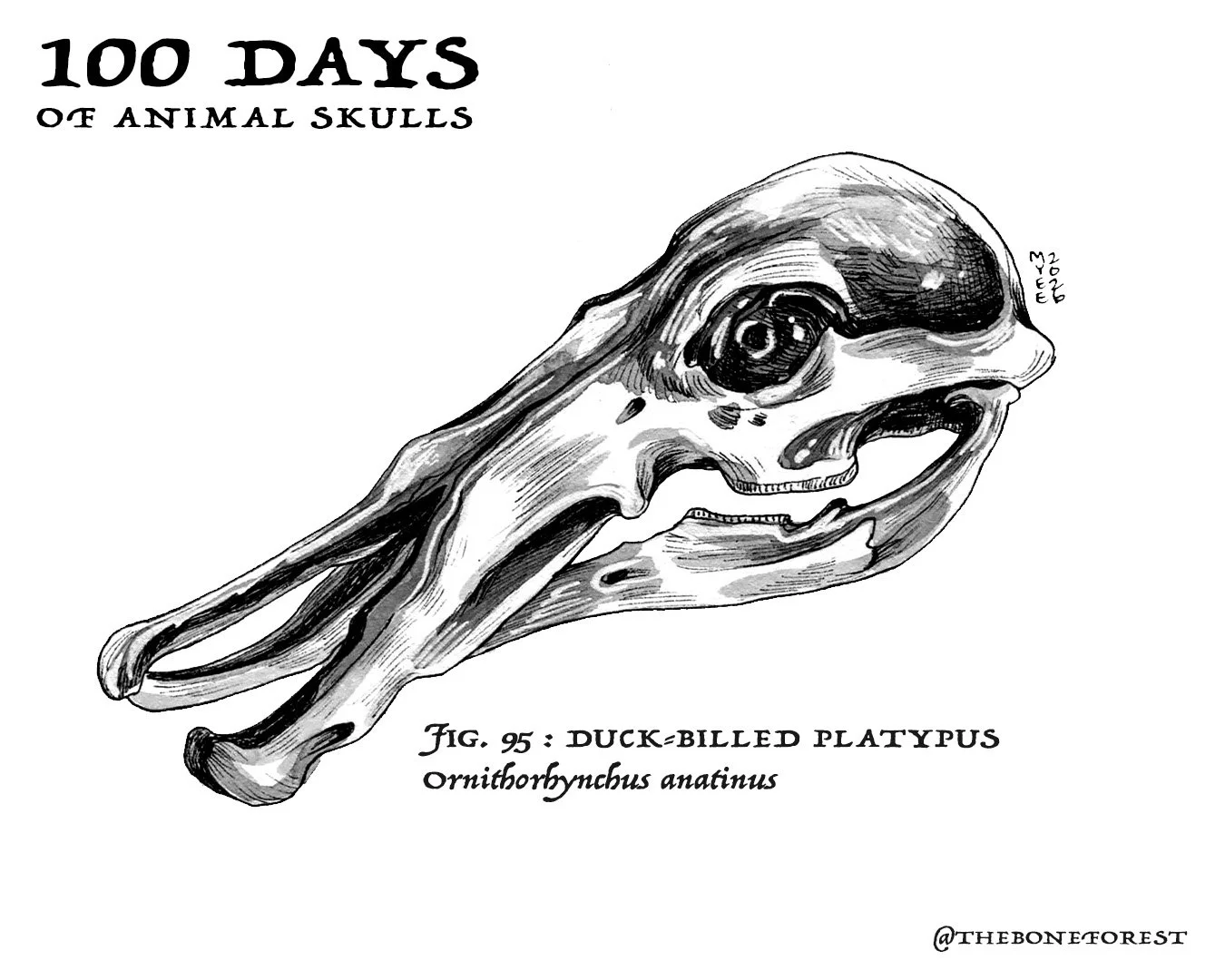 95 Duck-billed Platypus.jpg