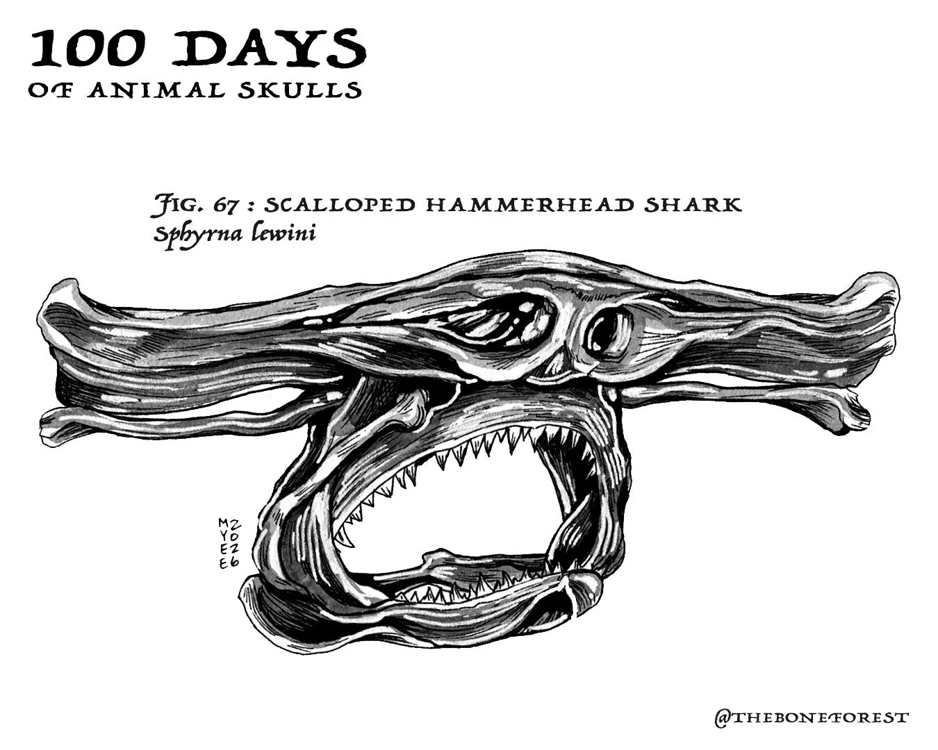 67 Scalloped Hammerhead.jpg