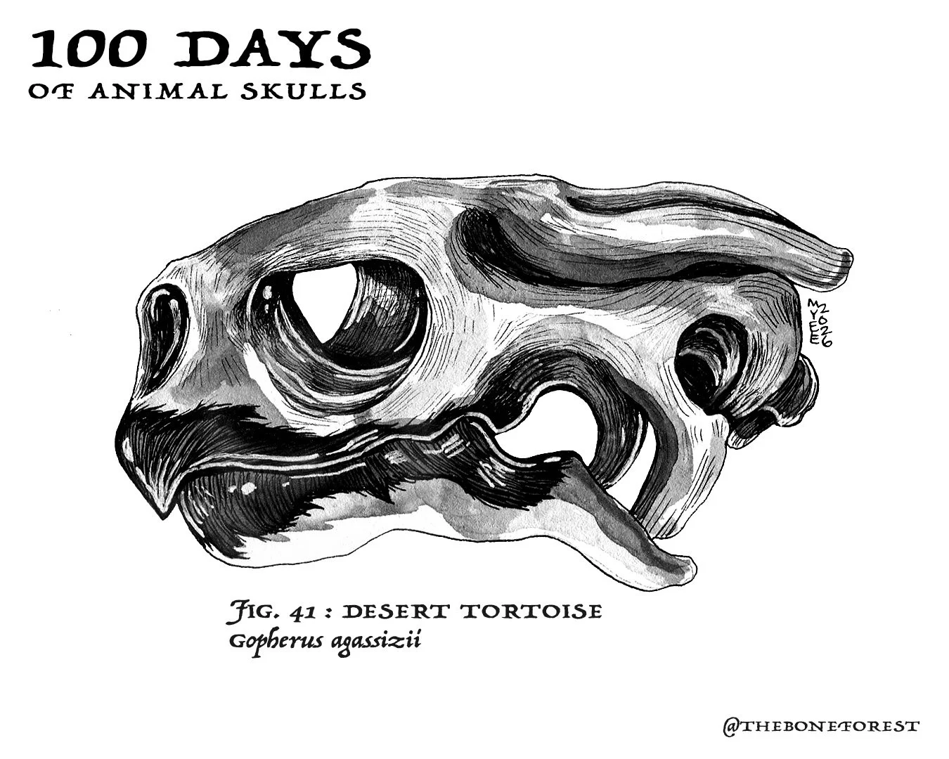 41 Desert Tortoise.jpg