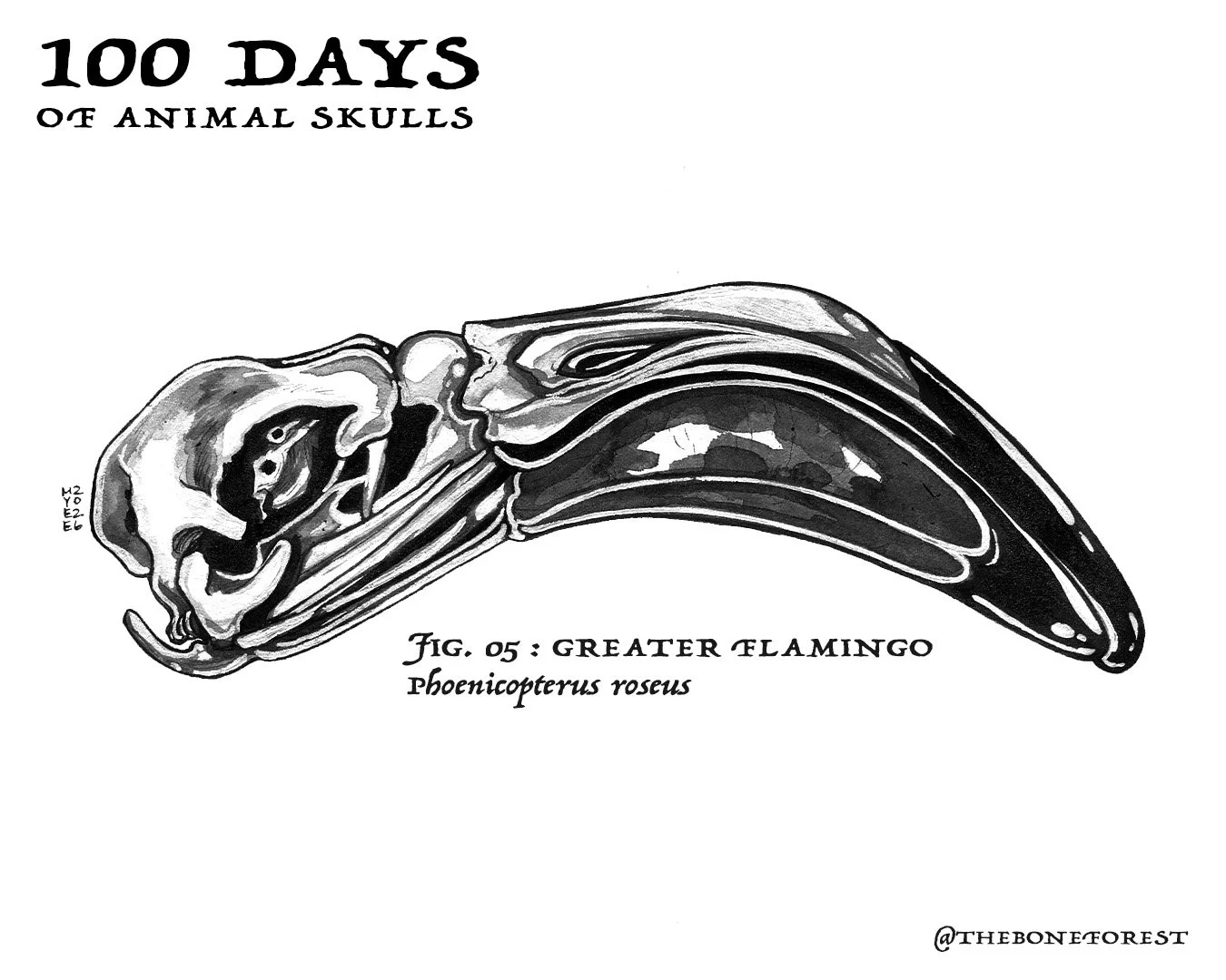 5 Greater Flamingo.jpg