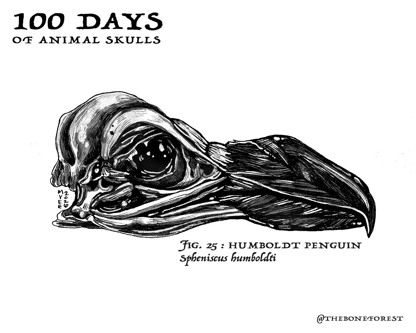 25 Humboldt Penguin.jpg