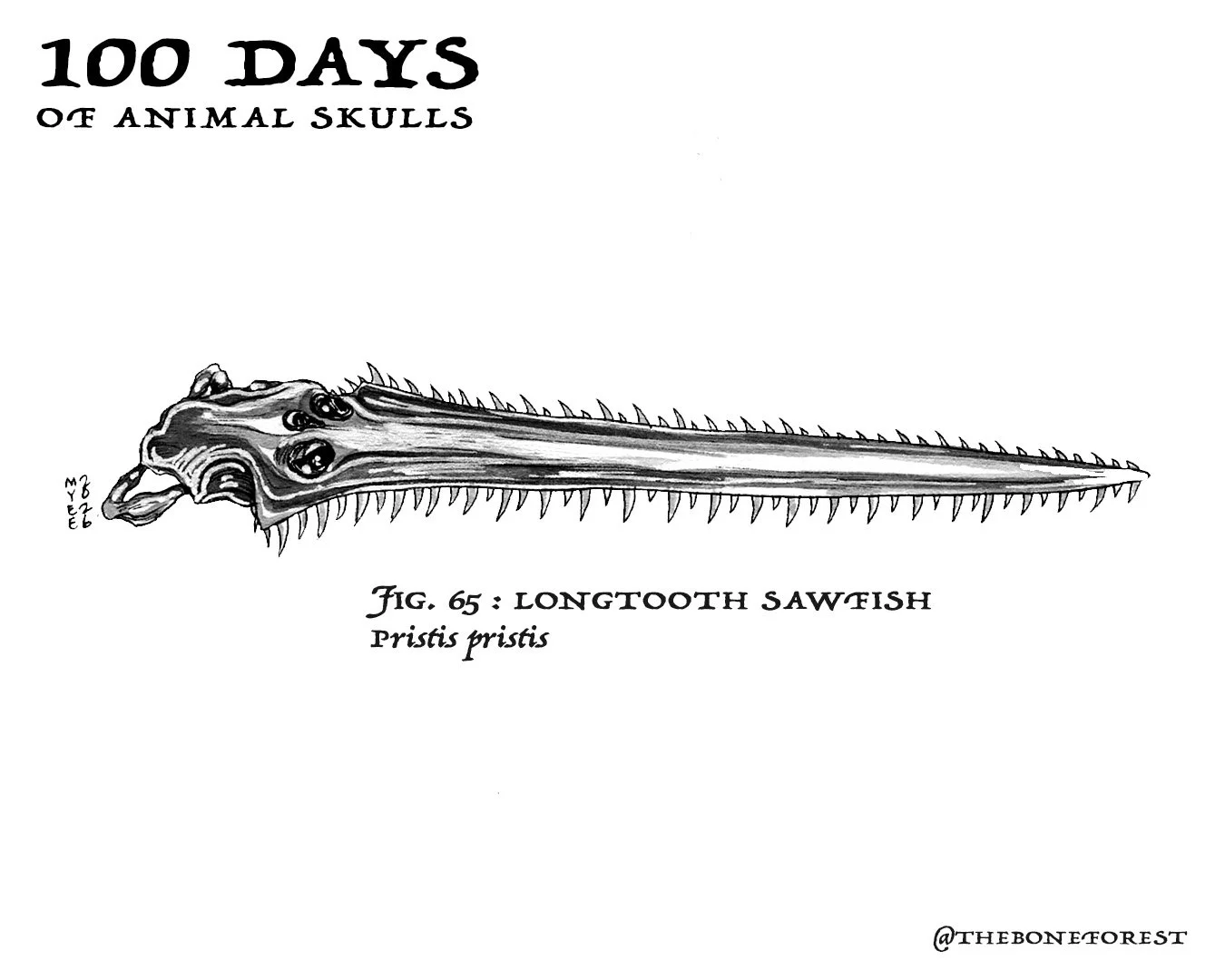 65 Largetooth Sawfish.jpg