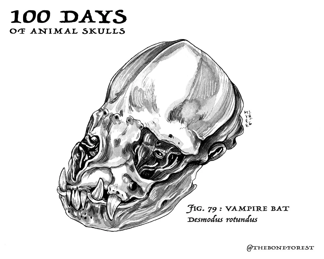 79 Vampire Bat.jpg